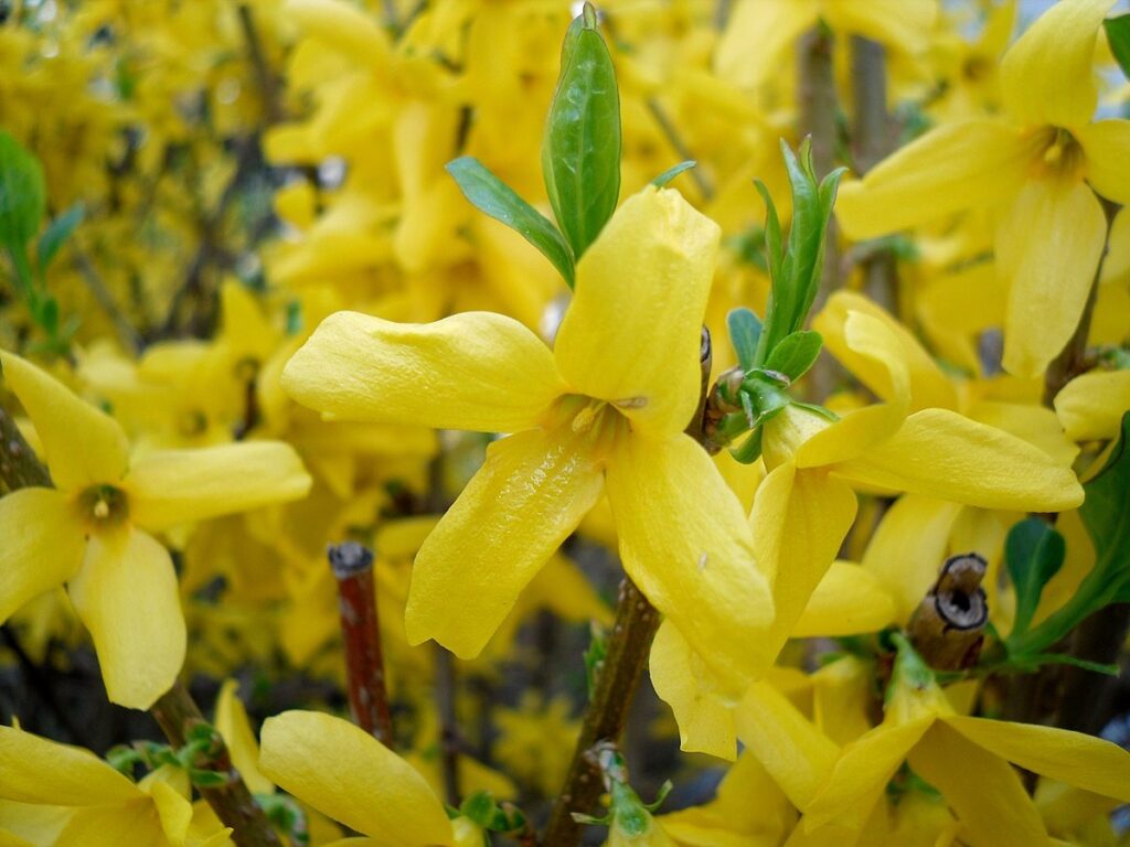 Forsythia Forsythia