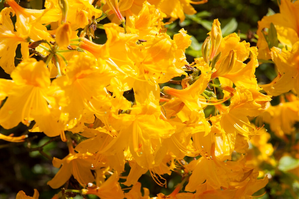 Golden Oriole' Azalea Golden Oriole' Azalea