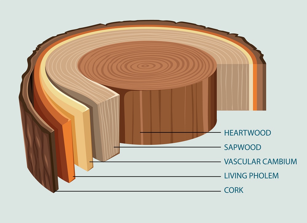 Heartwood - Termite Proof Wood for Flooring Heartwood - Termite Proof Wood for Flooring