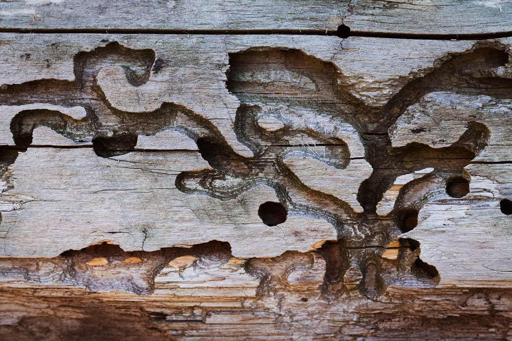 Hollow Blistering Wood Hollow Blistering Wood