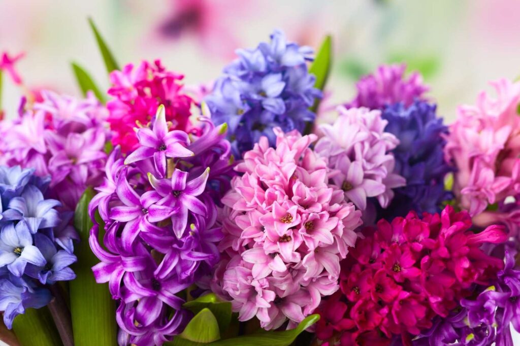 Hyacinths Hyacinths