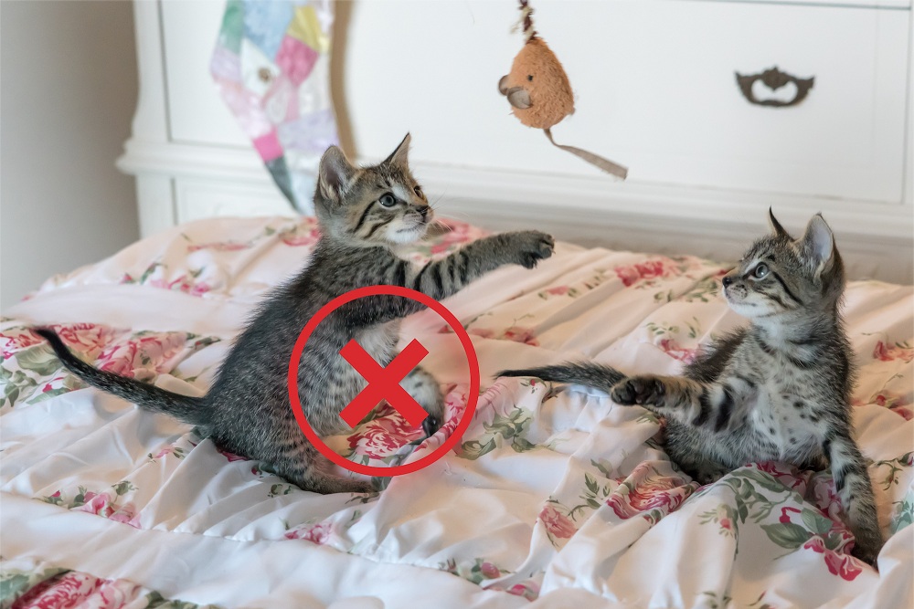 Keep Pets Away from your Bed Keep Pets Away from your Bed