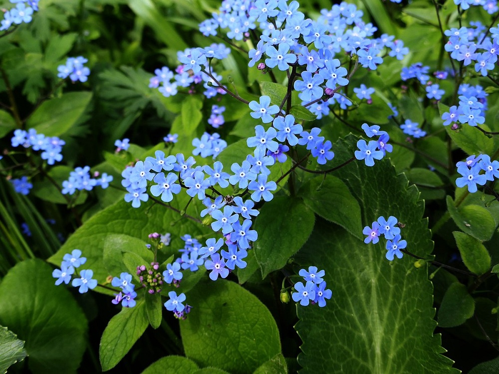 Siberian Bugloss Siberian Bugloss