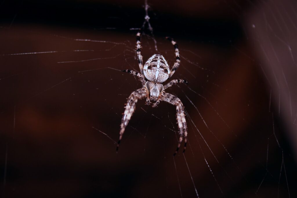 Spider In Web
