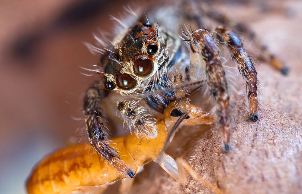 Spider Kills Insect