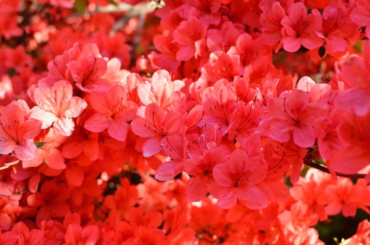 Stewartstonian Azalea Stewartstonian Azalea