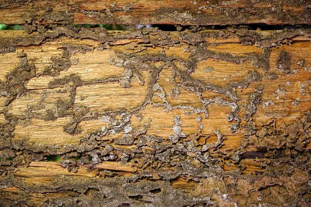 Termite Mud Tubes Termite Mud Tubes