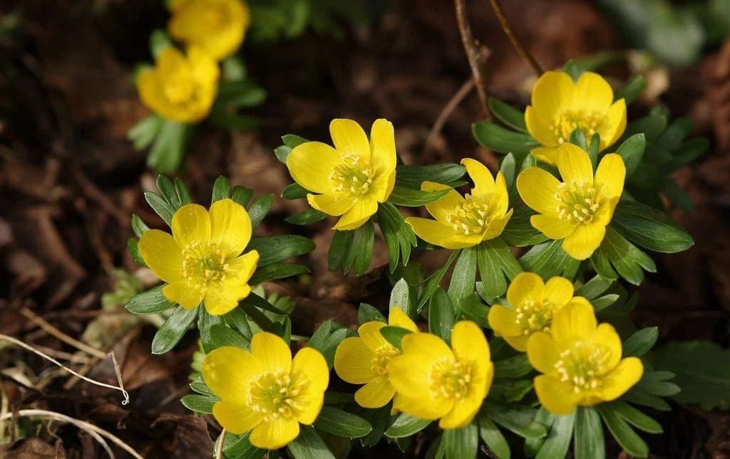 Winter Aconite Winter Aconite