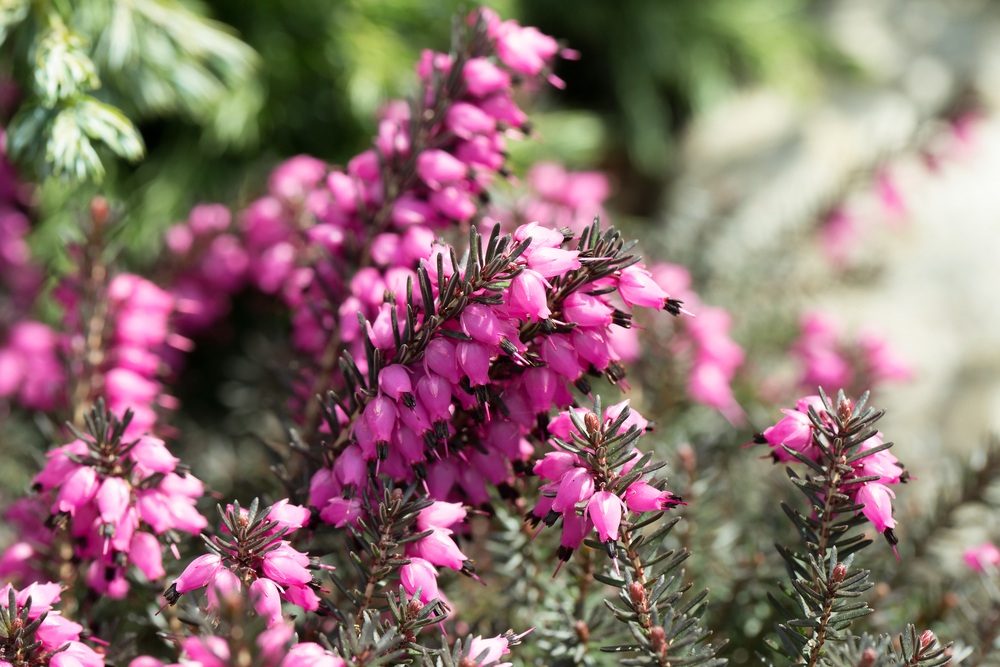 Winter Heathers Winter Heathers