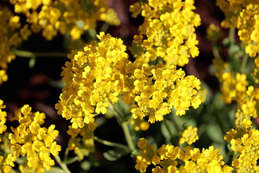 Yellow Alyssum Yellow Alyssum