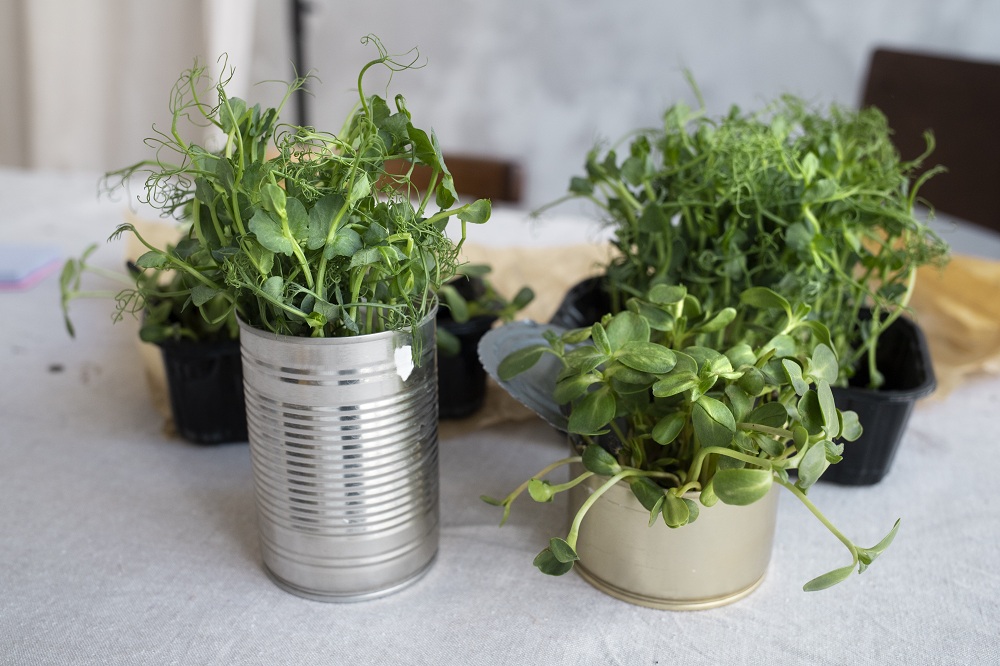 Baby Steps Gardening Baby Steps Gardening