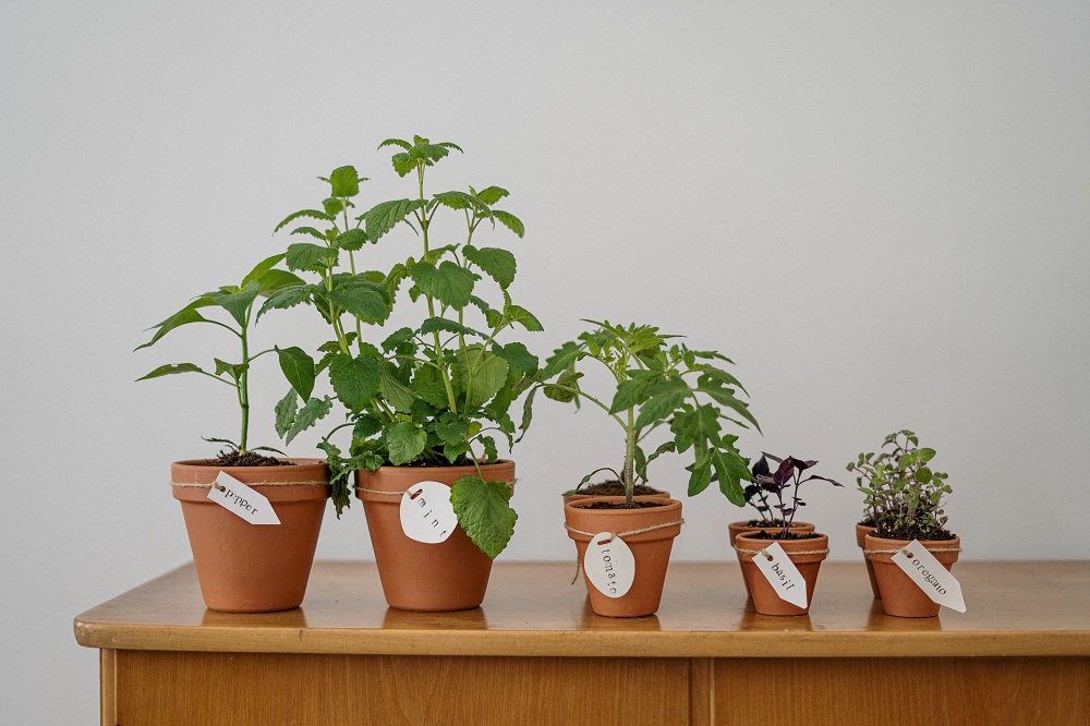 Culinary Herbs Culinary Herbs