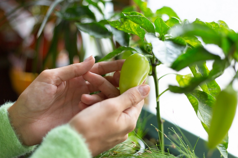Easy Peppers Easy Peppers
