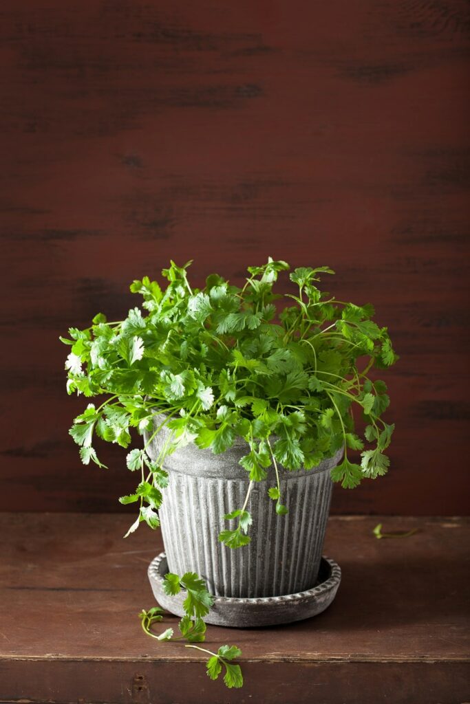 Fragrant Corianders Fragrant Corianders