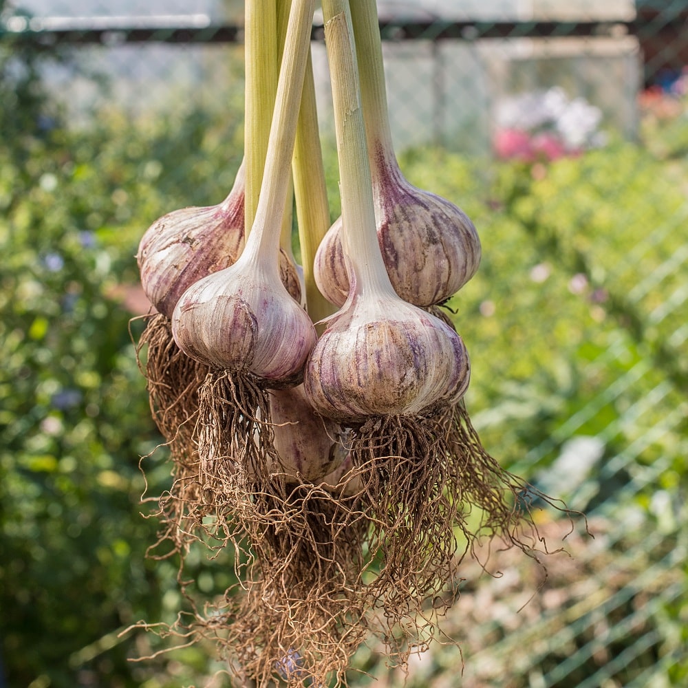 Garlic Plant Garlic Plant