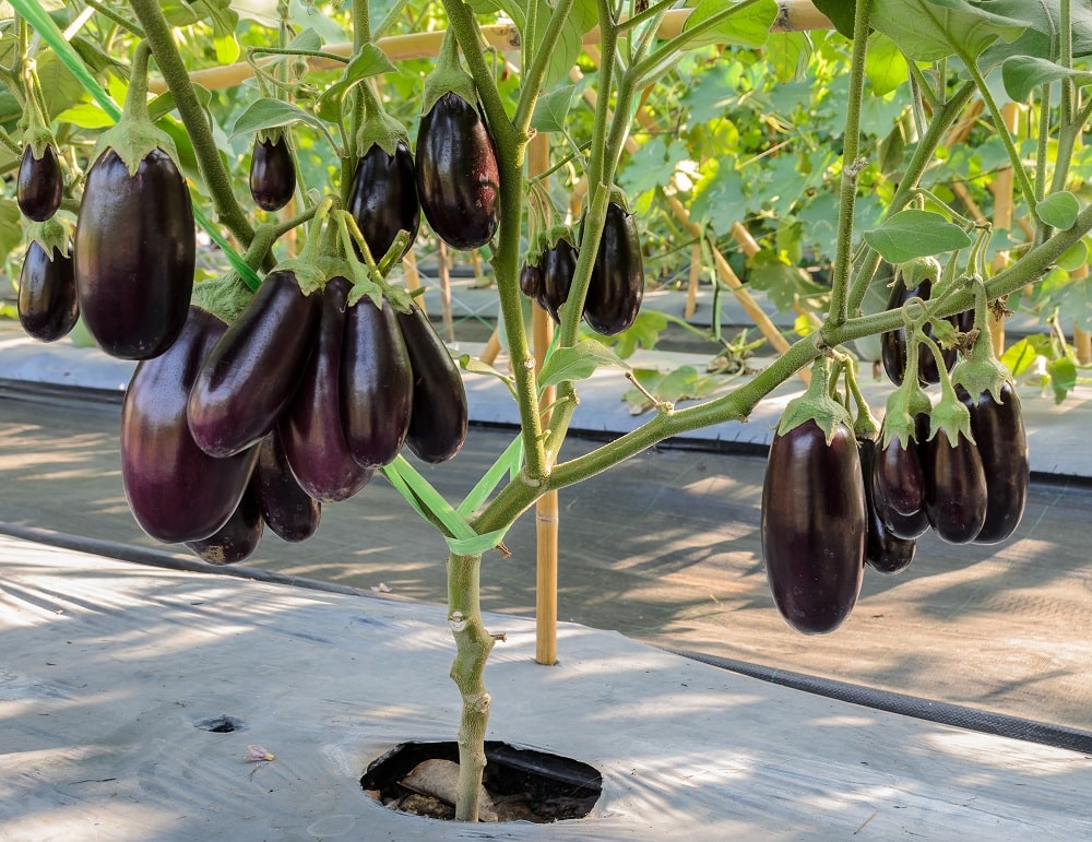 Large Eggplant Large Eggplant