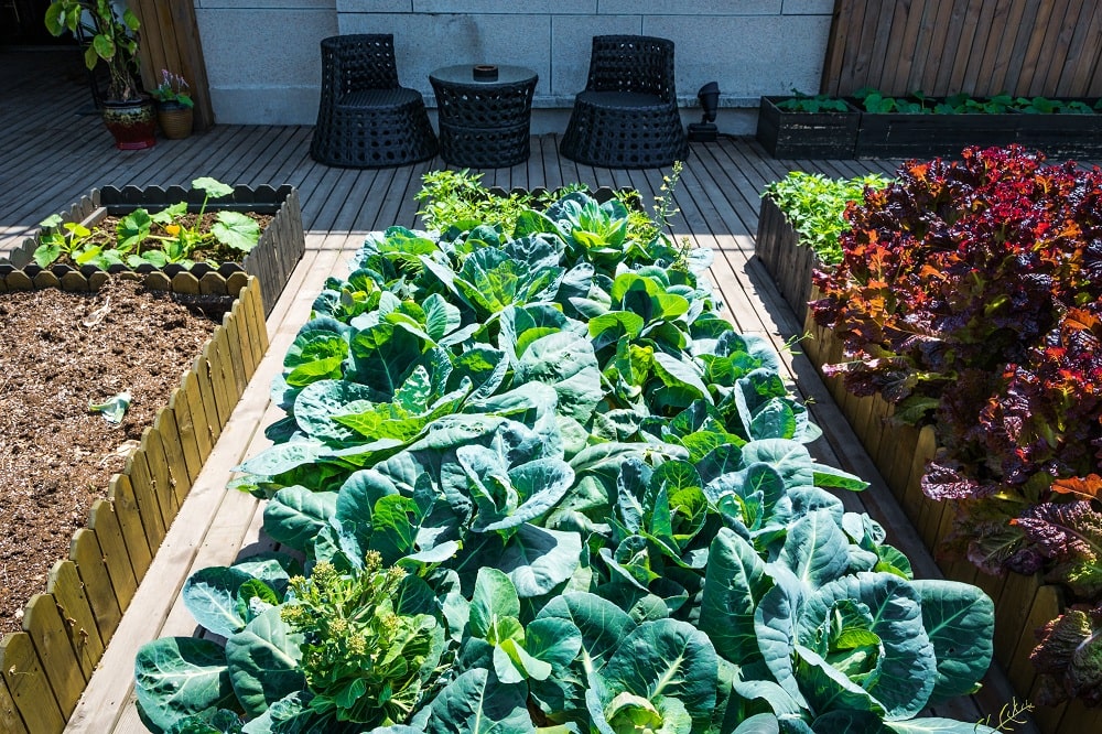 Placing Garden in Sunshine Placing Garden in Sunshine