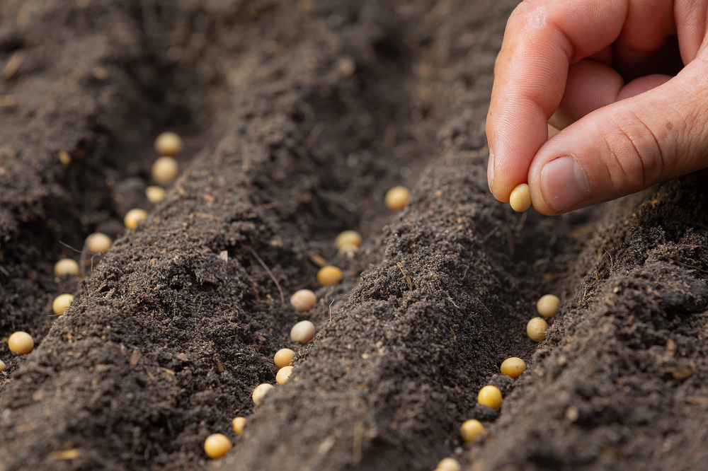 Planting Process Planting Process