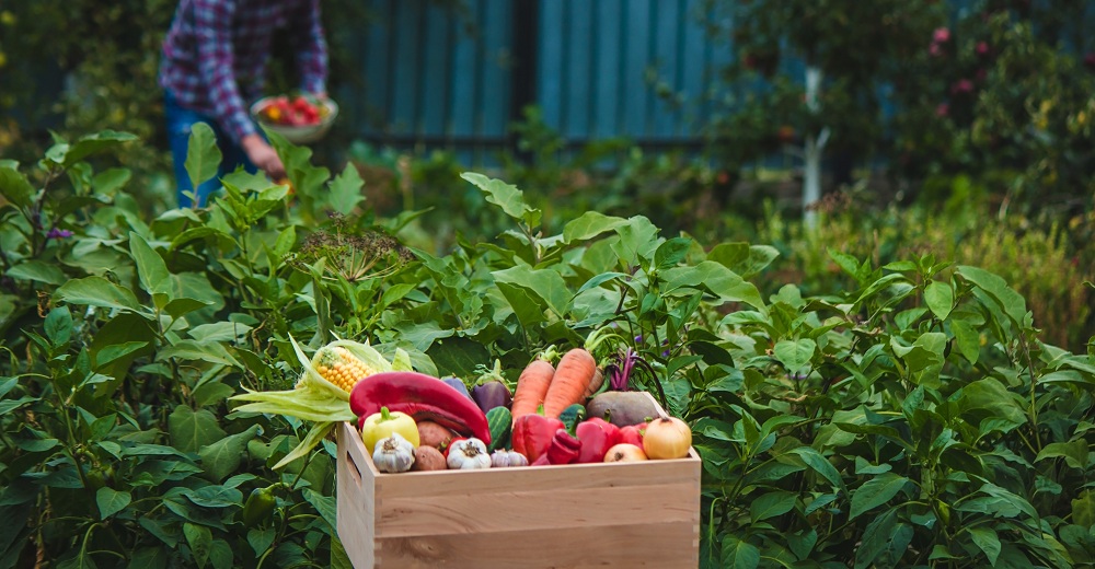 Salad Box Garden Salad Box Garden