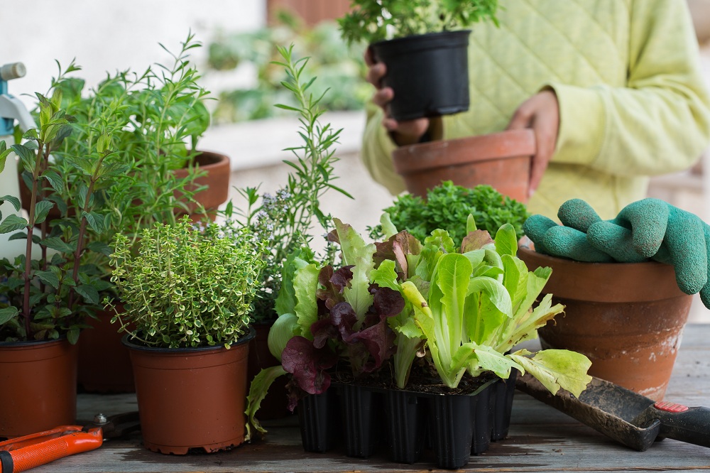 Selecting Right Plants Selecting Right Plants