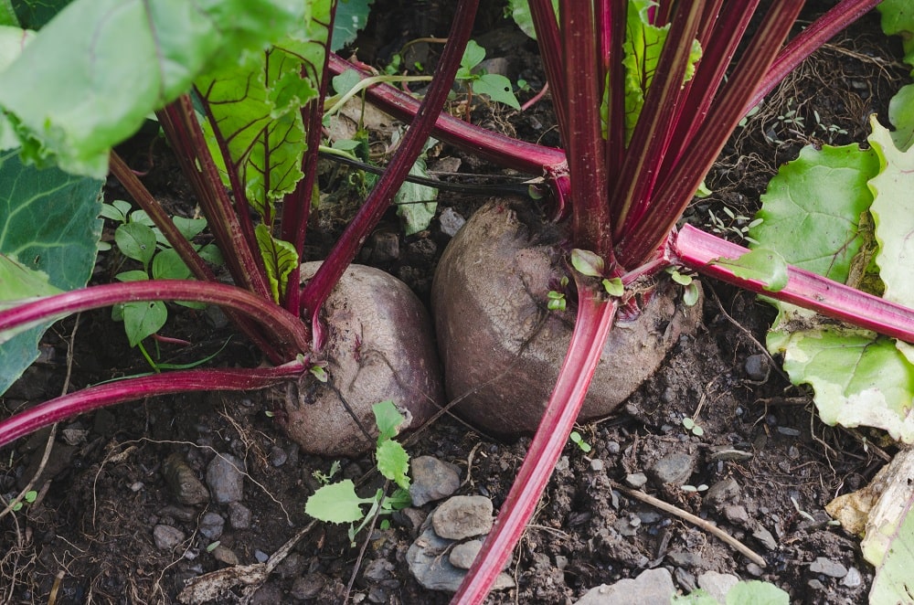 Simple Grow Beets Simple Grow Beets