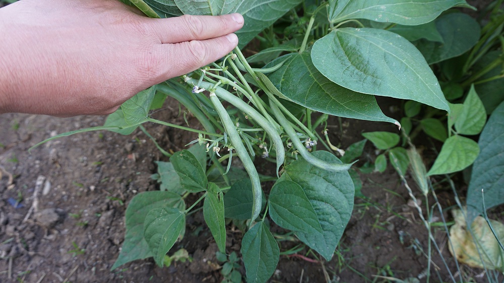Stringing Beans Plant Stringing Beans Plant