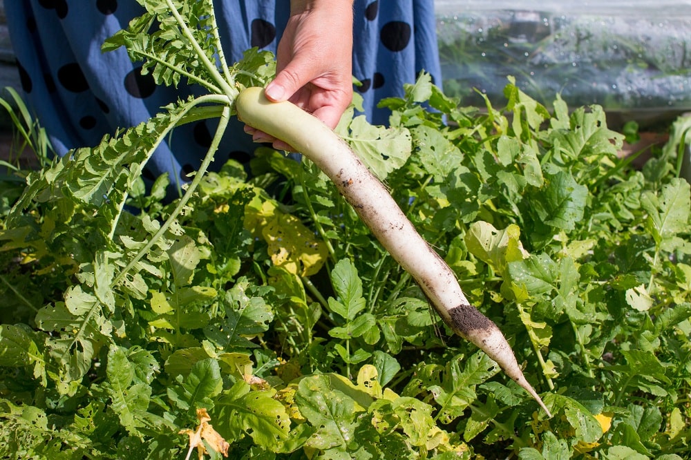 Super Fast Radish Super Fast Radish
