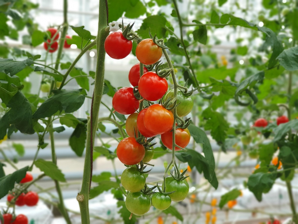 Tiny Tomatoes Plant Tiny Tomatoes Plant