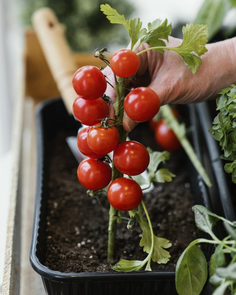 Tomato Containers Tomato Containers