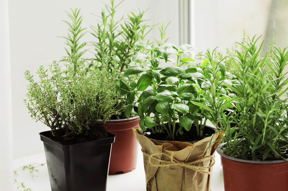 Using Pot Soil Using Pot Soil