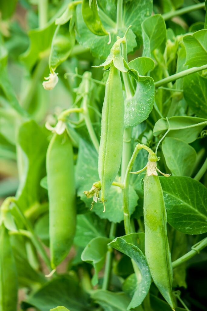 Vertical Peas Vertical Peas
