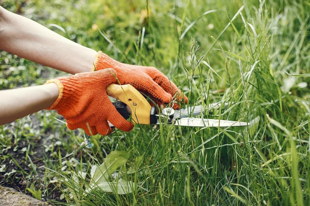 Weeding Garden Weeding Garden