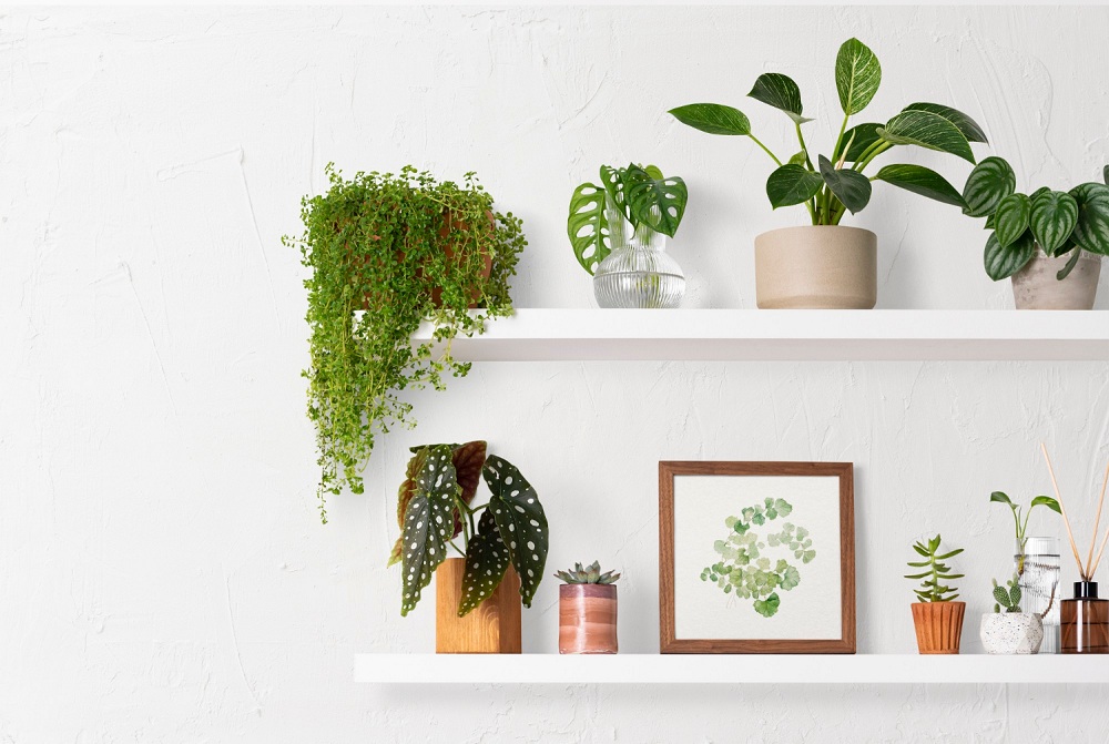 Indoor Plants