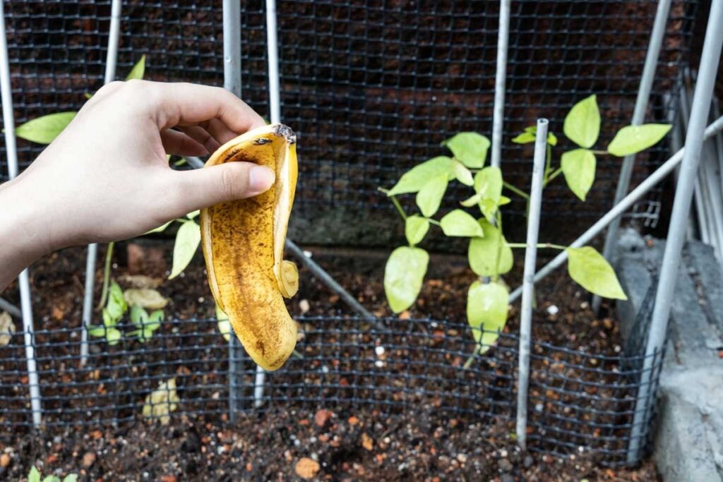 Banana Peel Benefits Banana Peel Benefits