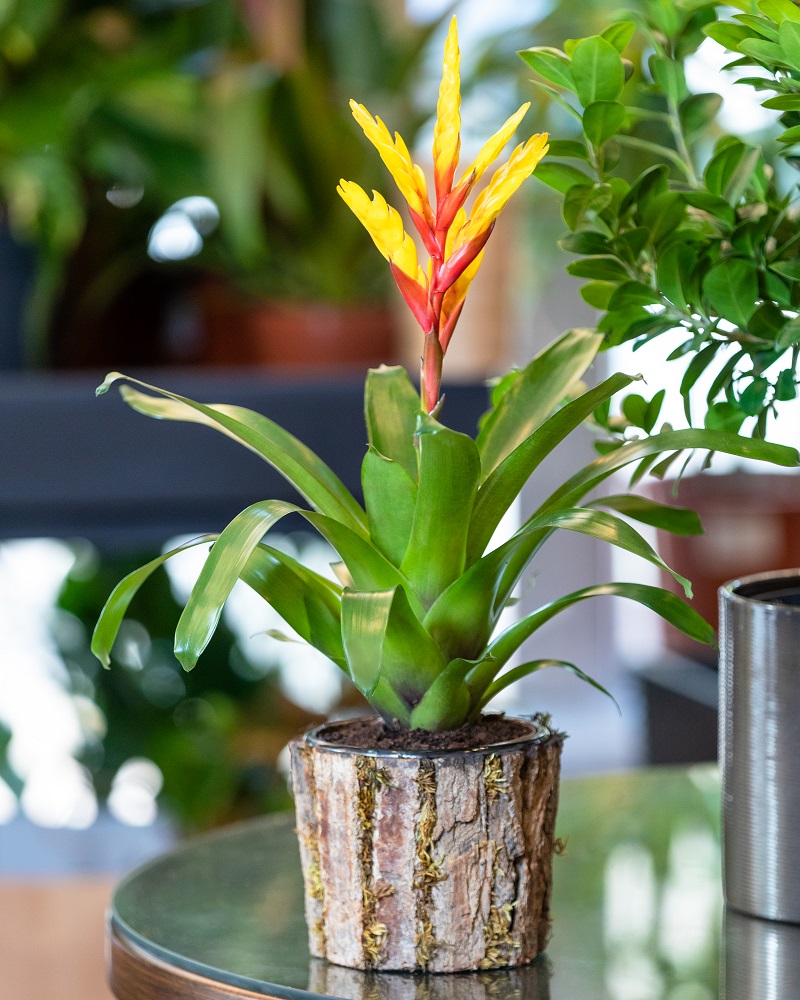Bromeliads for Brightening Shady Spaces