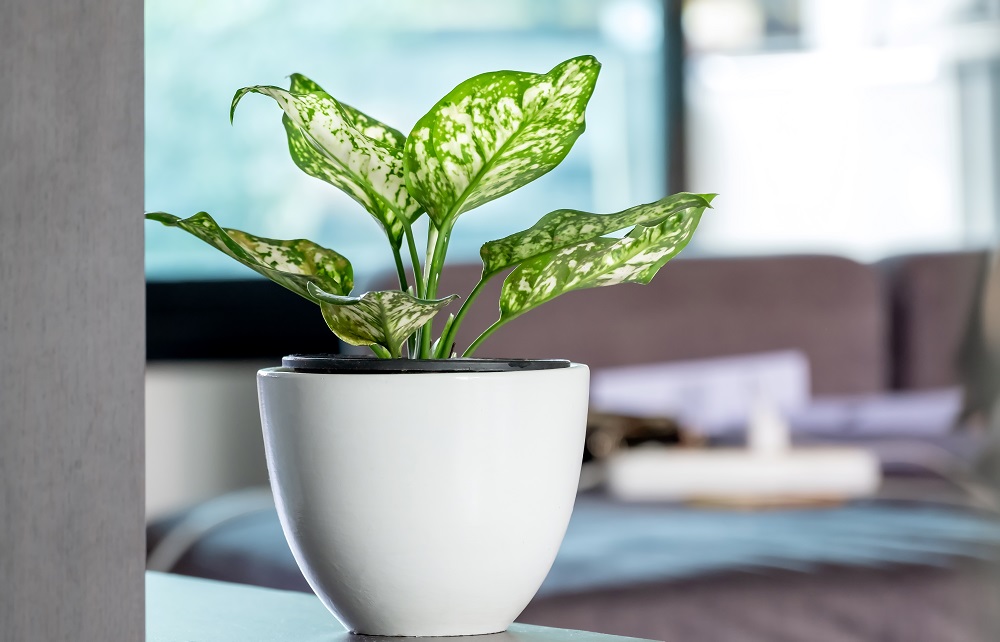 Chinese Evergreen Plant for Low-Light Conditions