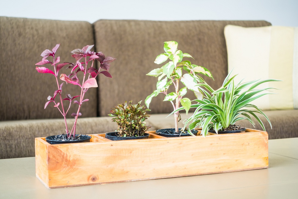 Choose Your Plants Choose Your Plants