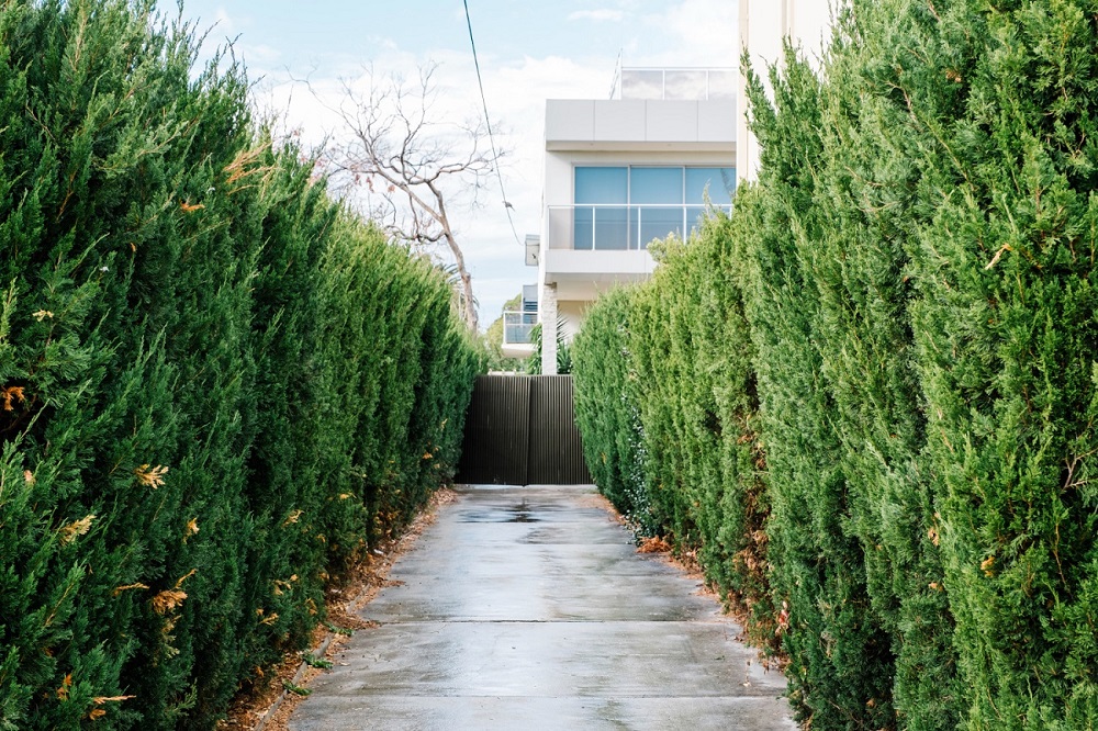 Create a Natural Fence by Growing Tall Shrubs Garden Fencing