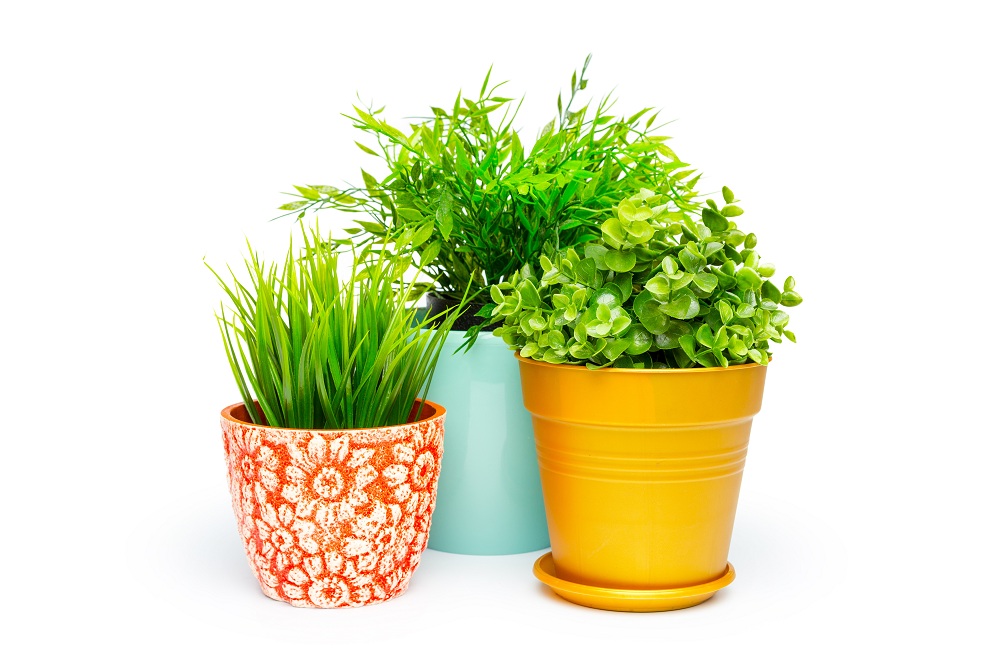 Drought-tolerant Plants Drought-tolerant Plants