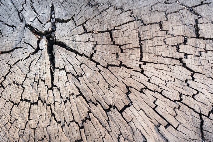 Dryness of the Wood Dryness of the Wood