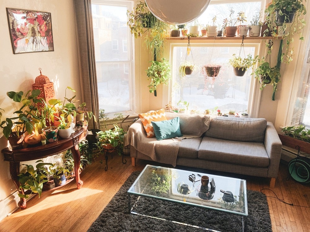 Hanging Planters for Low-Light Plants