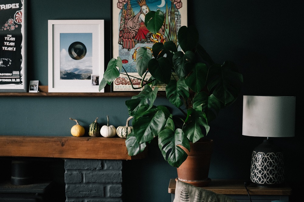 Indoor Plants as the Best Interior Addition