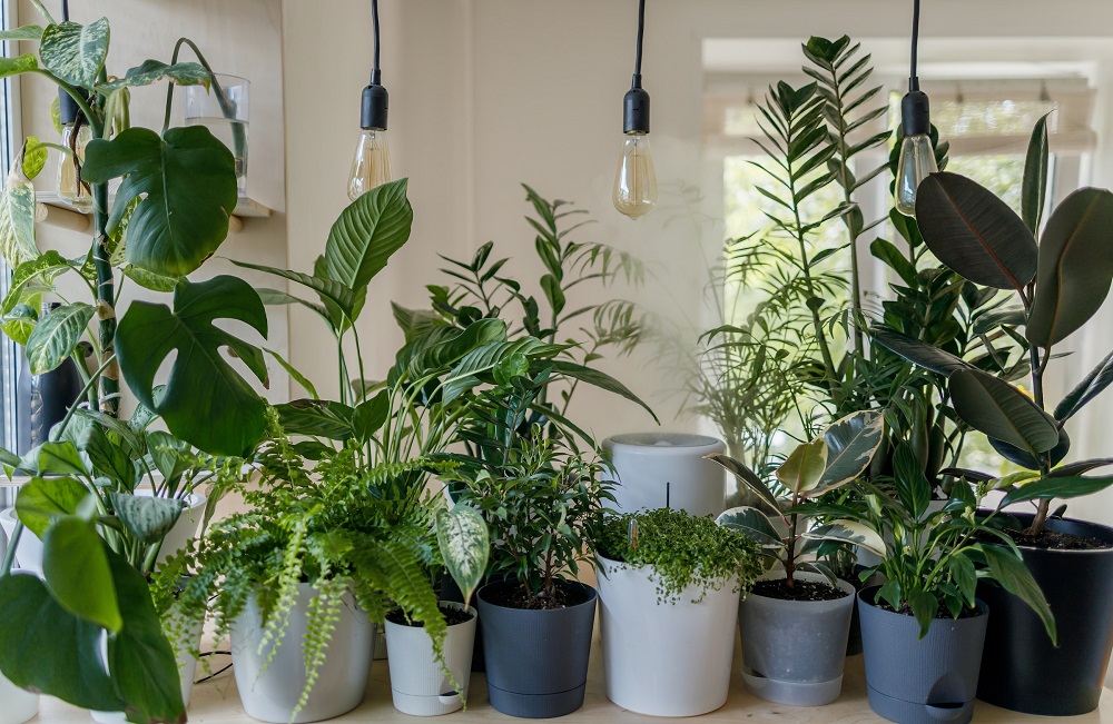 LED Lighting for Low-Light Plants