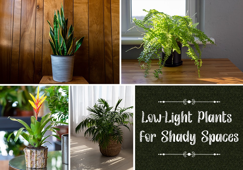 Low-Light Plants for Shady Spaces