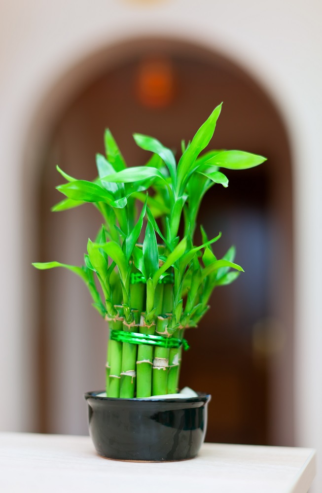 Lucky Bamboo Plant for Low-Light Conditions