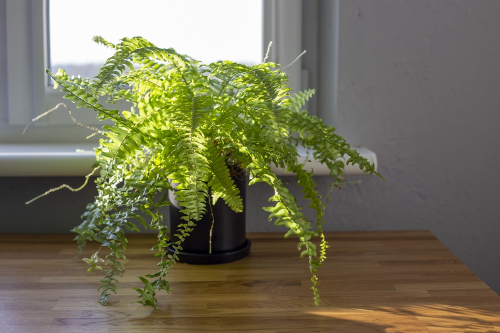 Maidenhair Fern for Shady Spaces