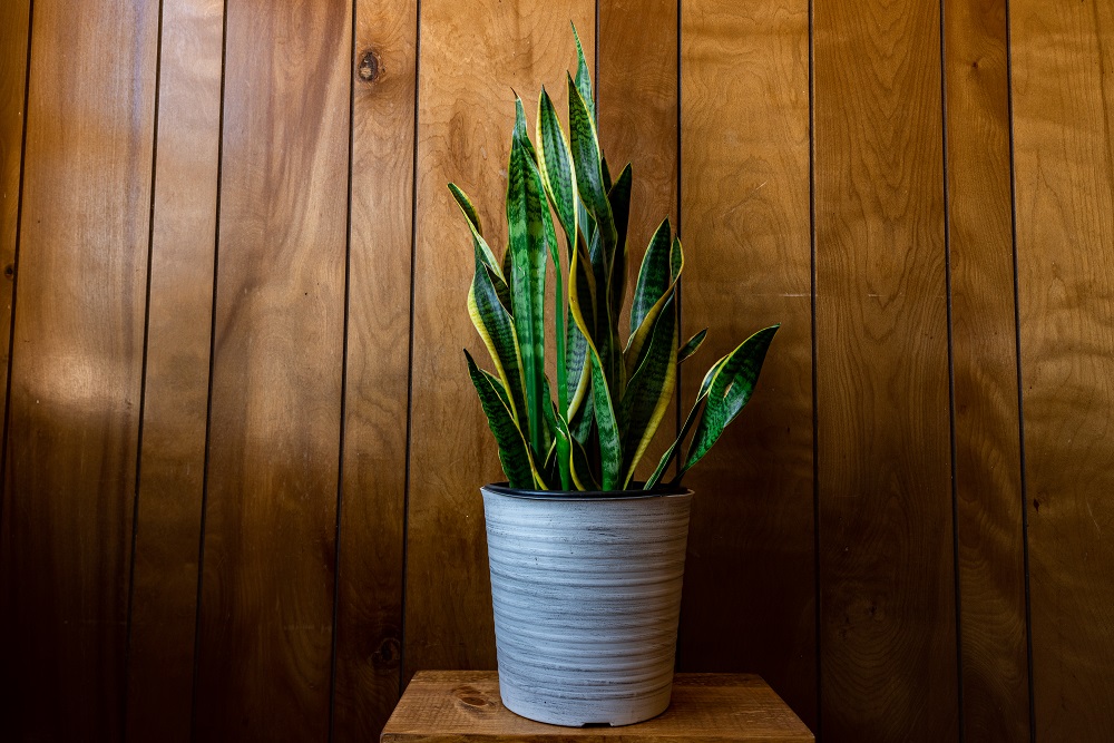 Mother-In-Law’s Tongue Plant for Low-Light Spaces
