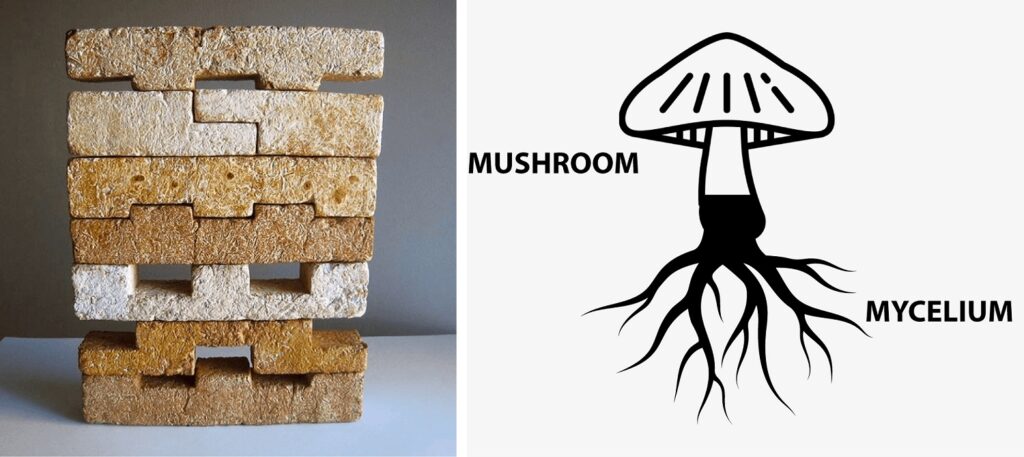 Mycelium Mycelium