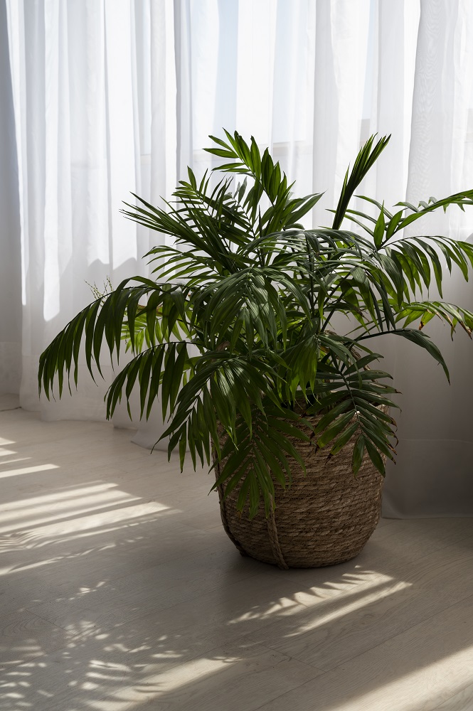 Parlor Palm for Indoor Shaded