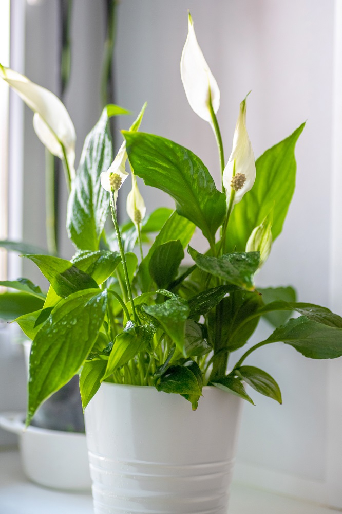 Peace Lily Plant for Dimly Lit Areas